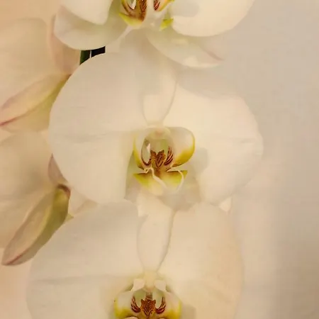 アパート Hrabar トロギール