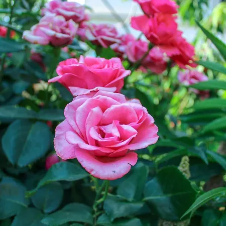 Hrabar アパート トロギール